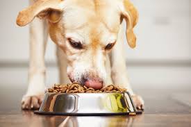 Gesund & lecker: Hundefutter