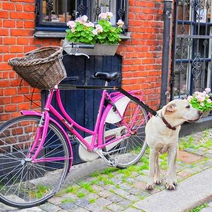 Abnehmbare Fahrrad-Hundeleine – Sicheres Geschirr für Hunde